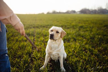 Neşeli Labrador Retriever köpeği, güneşli bir bahar gününde sahibiyle birlikte koşup sahaya atlıyor. Genç oyuncu köpek yeşil çimlerde aktif. Mutlu hayvan konsepti