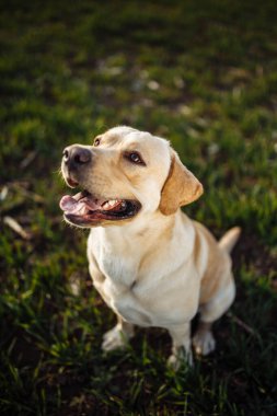 Neşeli genç köpek, güneşli bir günde yeşil çimlerle tarlada oturuyor. Labrador Retriever sahibi ile oynamak ve aktif olmak istiyor. Ev hayvanları kavramı