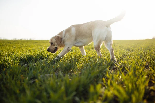 陽気なラブラドールの検索犬は晴れた春の日に所有者と一緒にフィールドを歩く 若い遊び心のある犬は地面の緑の草の上を走っています ハッピーペットコンセプト — ストック写真