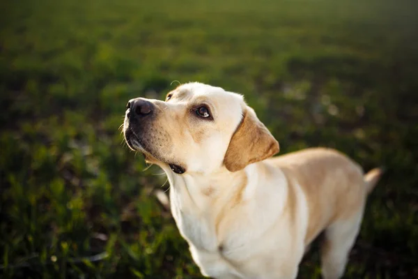 Giovane Cane Giocoso Siede Nel Campo Con Erba Verde Una — Foto Stock