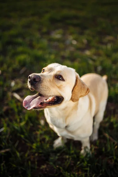 Giovane Cane Giocoso Siede Nel Campo Con Erba Verde Una — Foto Stock