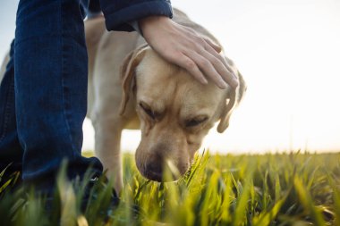 Genç çocuk güneşli bir günde köpeğini yeşil çim tarlasında besliyor. Labrador Retriever sahibine karşı sakin ve cana yakın davranıyor. Ev hayvanı yürüyüşü konsepti