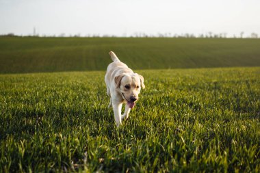 Neşeli labrador av köpeği güneşli bir bahar gününde sahibiyle birlikte sahada yürüyor. Genç oyuncu köpek toprak zemindeki yeşil çimlerde koşar. Mutlu hayvan konsepti