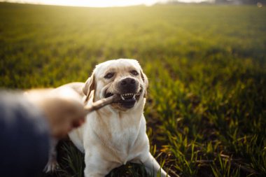 Mutlu genç köpek açık güneşli bir günde yeşil çimlerle tarlada bir sopayla oynuyor. Labrador Retriever sahibi ile oynamak ve aktif olmak istiyor. Ev hayvanları kavramı