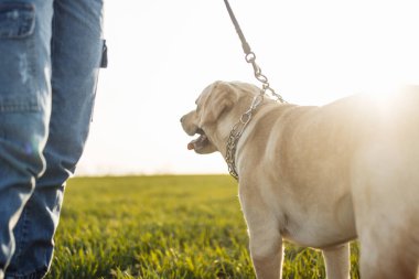 Genç labrador retriever sahibi ile güneşli bir günde yeşil çim tarlasında sıkı bir köpek tasmasında oturuyor. Köpek yana bakıyor ve sakinleşiyor. Ev hayvanları kavramı