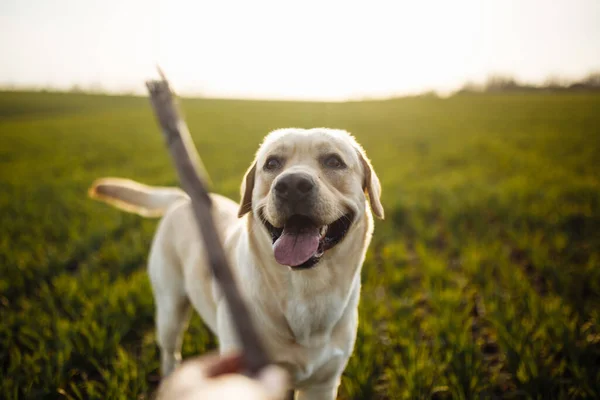 Felice Cane Giovane Gioca Con Bastone Nel Campo Con Erba — Foto Stock