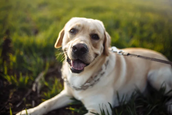 若いラブラドールのレトリバーは 明るい晴れた日に緑の芝生のフィールドに厳格な犬の襟に横たわっています 犬は横を向いて落ち着いている ペットのコンセプト — ストック写真