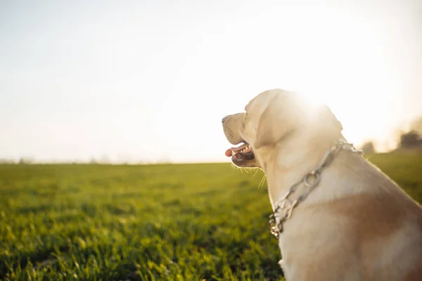 Young Labrador Retriever Sits Strict Dog Collar Green Grass Field — Stock Photo, Image