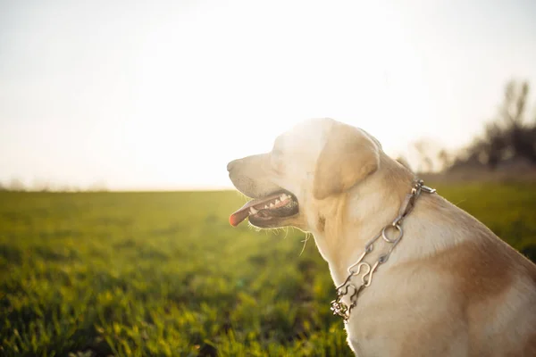 Giovane Labrador Retriever Siede Collare Rigoroso Cane Nel Campo Erba — Foto Stock