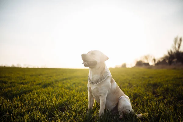 Giovane Labrador Retriever Siede Collare Rigoroso Cane Nel Campo Erba — Foto Stock