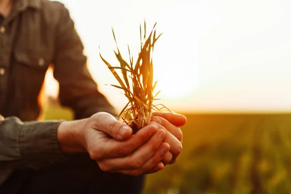 在绿地上 一个年轻人手里拿着一小丛麦草 把它挡住了 日落时分 一个男孩在草坪中央挖出一棵小植物 抱着它 农业概念 — 图库照片