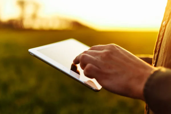 Genç çiftçinin elleri bir tablet tutarken ve gün batımında yeşil buğday tarlasında hasatın gidişatını kontrol ederken. İşçi büyüme beklentilerini takip ediyor. Tarım kavramı