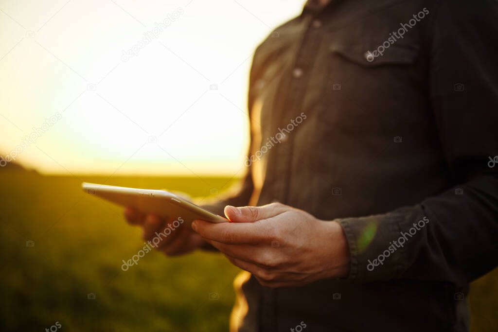 Closeup of young farmer's hands holding a tablet and checking the progress of the harvest at the green wheat field on the sunset. Worker tracks the growth prospects. Agricultural concept