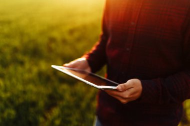 Genç çiftçinin elleri bir tablet tutarken ve gün batımında yeşil buğday tarlasında hasatın gidişatını kontrol ederken. İşçi büyüme beklentilerini takip ediyor. Tarım kavramı