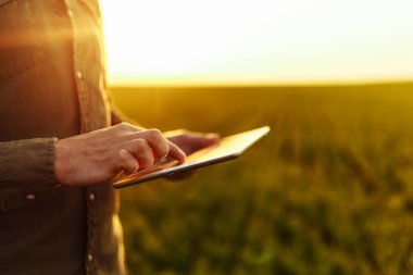 Genç çiftçinin elleri bir tablet tutarken ve gün batımında yeşil buğday tarlasında hasatın gidişatını kontrol ederken. İşçi büyüme beklentilerini takip ediyor. Tarım kavramı