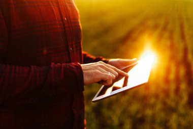 Genç çiftçinin elleri bir tablet tutarken ve gün batımında yeşil buğday tarlasında hasatın gidişatını kontrol ederken. İşçi büyüme beklentilerini takip ediyor. Tarım kavramı