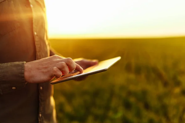 Genç çiftçinin elleri bir tablet tutarken ve gün batımında yeşil buğday tarlasında hasatın gidişatını kontrol ederken. İşçi büyüme beklentilerini takip ediyor. Tarım kavramı