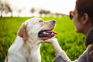 Gün batımında yeşil alanda bir kadının elini tutarken mutlu bir köpek. Neşeli Labrador Retriever sahibi ile çimlerin üzerinde oturuyor. Ev hayvanı oyunu ve yürüyüş konsepti