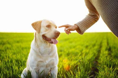 Gün batımında yeşil alanda bir kadının elini tutarken mutlu bir köpek. Neşeli Labrador Retriever sahibi ile çimlerin üzerinde oturuyor. Ev hayvanı oyunu ve yürüyüş konsepti