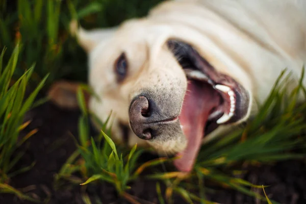 Primo Piano Del Cane Felice Con Suo Tounge Rosa Sul — Foto Stock