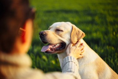 Gün batımında yeşil alanda bir kadının elini tutarken mutlu bir köpek. Neşeli Labrador Retriever sahibi ile çimlerin üzerinde oturuyor. Ev hayvanı oyunu ve yürüyüş konsepti