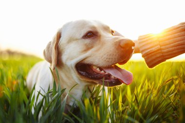 Gün batımında yeşil alanda bir kadının elini tutarken mutlu bir köpek. Neşeli Labrador Retriever sahibi ile çimlerin üzerinde oturuyor. Ev hayvanı oyunu ve yürüyüş konsepti
