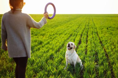 Neşeli ve mutlu köpek Labrador Retriever baharda gün batımında yeşil bir arazide genç bayan sahibiyle oynuyor. Etkin hayvan konsepti