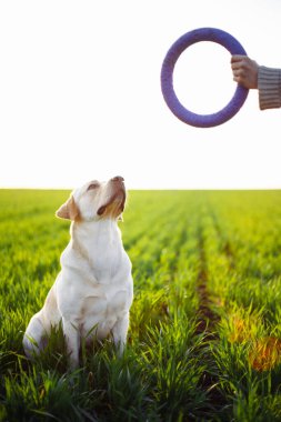 Neşeli ve mutlu köpek Labrador Retriever baharda gün batımında yeşil bir arazide genç bayan sahibiyle oynuyor. Etkin hayvan konsepti