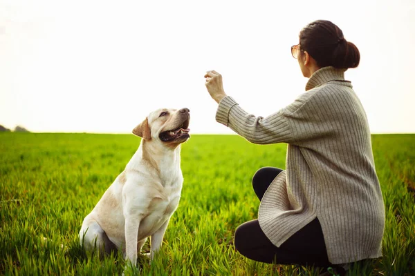 Wesoły Szczęśliwy Pies Labrador Retriever Bawi Się Swoją Młodą Właścicielką — Zdjęcie stockowe