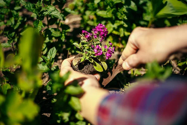 Κλείσιμο Των Χεριών Της Γυναίκας Φυτεύοντας Μωβ Λουλούδι Στο Έδαφος — Φωτογραφία Αρχείου