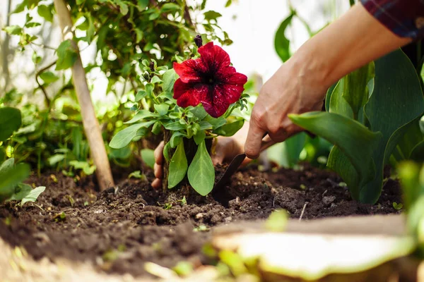 Κλείσιμο Των Χεριών Της Γυναίκας Φυτεύοντας Κόκκινο Λουλούδι Στο Έδαφος — Φωτογραφία Αρχείου
