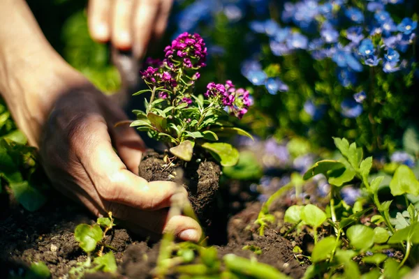 Fechar Mãos Mulher Plantando Flor Roxa Chão Seu Jardim Casa — Fotografia de Stock