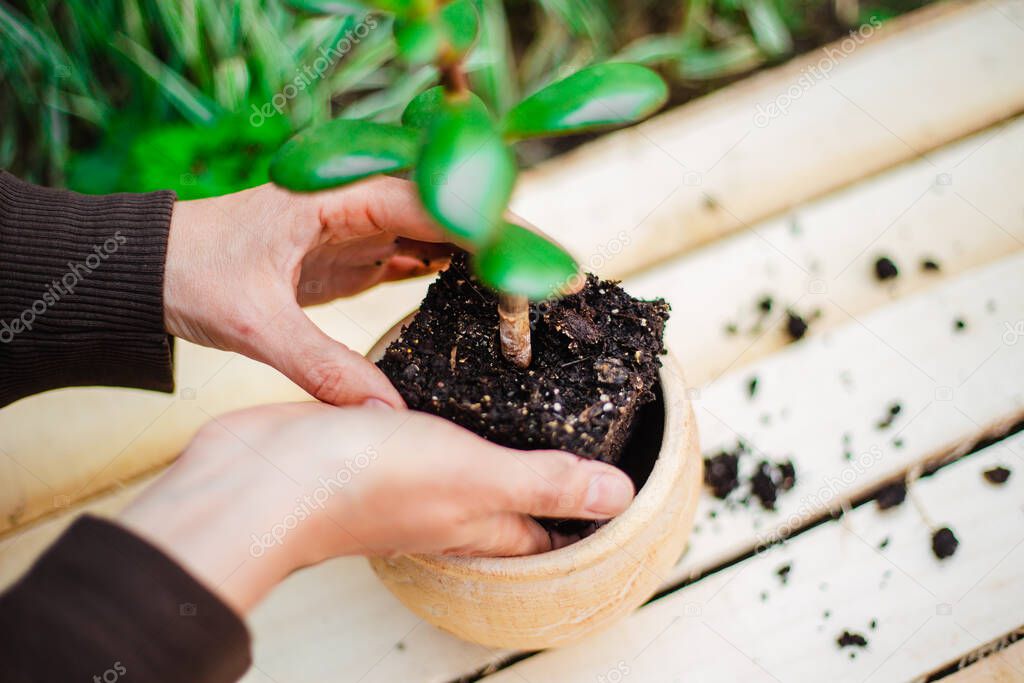 Beautiful green home flower in the garden being replanted by a woman. Hands of a garderner covering a small flower prepared to be put into soil. Horticulture and home garden concept