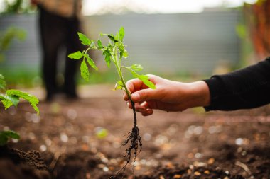 Bahçedeki toprağa ekmeye hazır genç bir çocuğun ellerinde bir domates filizinin yakın çekimi. Evde yetişen sebzeler ve sağlıklı gıda bakımı. Bahçecilik ve bahçe konsepti