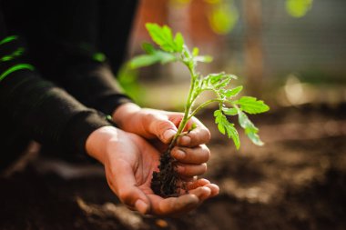 Bahçedeki toprağa ekmeye hazır genç bir çocuğun ellerinde bir domates filizinin yakın çekimi. Evde yetişen sebzeler ve sağlıklı gıda bakımı. Bahçecilik ve bahçe konsepti