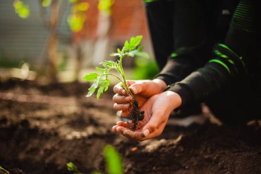 Bahçedeki toprağa ekmeye hazır genç bir çocuğun ellerinde bir domates filizinin yakın çekimi. Evde yetişen sebzeler ve sağlıklı gıda bakımı. Bahçecilik ve bahçe konsepti