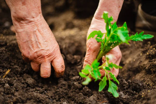 Fechar Mãos Uma Velha Plantando Uma Planta Cultivada Sementes Tomate — Fotografia de Stock