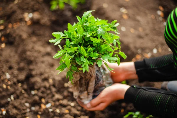 정원의 준비가 토마토 묘목을 넣는다 가정에서 채소와 건강에 원예와 의정원 — 스톡 사진