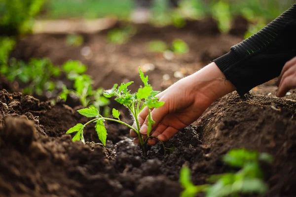 정원의 준비가 토마토 묘목을 넣는다 가정에서 채소와 건강에 원예와 의정원 — 스톡 사진