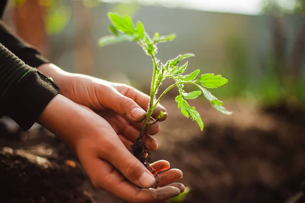 庭の土壌にそれを植える準備ができている若い男の子の手の中にトマトの苗の閉鎖 家庭で栽培された野菜や健康食品のケア 園芸と家庭菜園の概念 — ストック写真