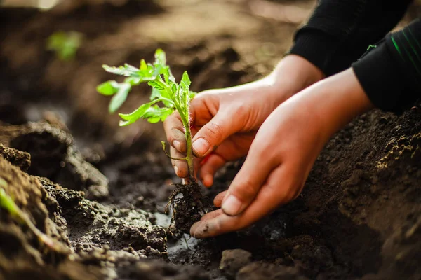 庭の土壌にそれを植える準備ができている若い男の子の手の中にトマトの苗の閉鎖 家庭で栽培された野菜や健康食品のケア 園芸と家庭菜園の概念 — ストック写真