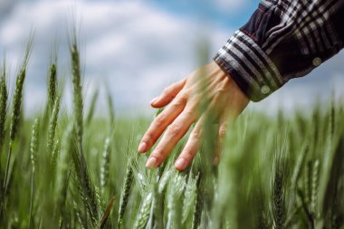 Closeup of a young woman farmer's hand at the green wheat field touching spikelets. Female farm worker checking the progress of the harvest. Agriculture and new crop concept clipart