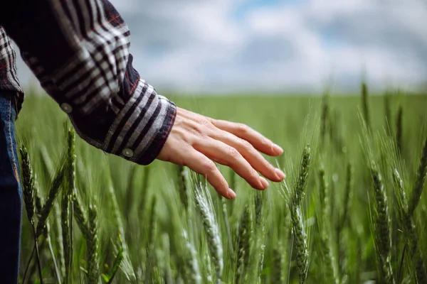 Close Van Een Jonge Vrouw Boerenhand Het Groene Tarweveld Aanraken — Stockfoto