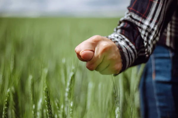 一位年轻的女农场主的手被蒙住了 这表明在那绿色的麦田里 有一个农业歉收的迹象 那是一个触动着小穗的季节 女农业工人检查收获进展情况 — 图库照片