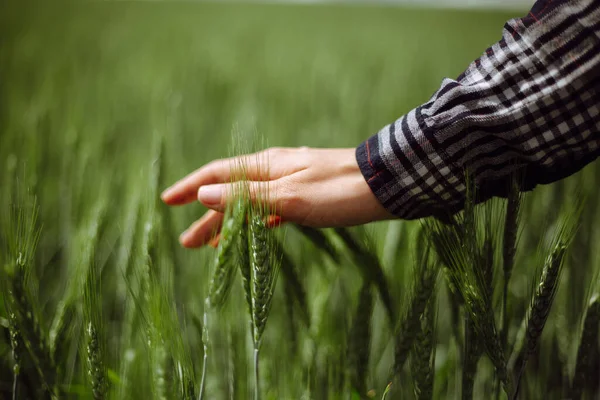 Close Van Een Jonge Vrouw Boerenhand Het Groene Tarweveld Aanraken — Stockfoto