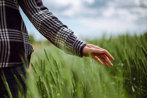 Крупный план руки молодой женщины-фермера на зеленом пшеничном поле, касающейся шипов. Женщина-работница фермы проверяет ход сбора урожая. Сельское хозяйство и новая концепция
