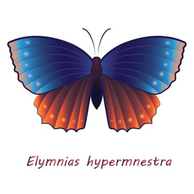Beyaz arka planda Latince adı Elymnias hypermnestra olan kelebek çizildi