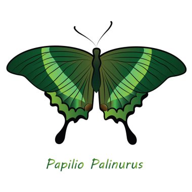 Beyaz arka planda Latince adı Papilio Palinurus olan bir kelebek.
