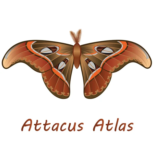 Rajzolt Pillangó Latin Névvel Attacus Atlas Fehér Alapon — Stock Vector