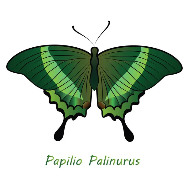 Farfalla Dipinta Con Nome Latino Papilio Palinurus Sfondo Bianco — Vettoriale Stock